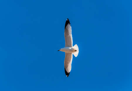A flying seagullの写真素材