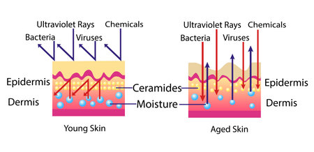 Effect of environment on the skin, vector diagram for cosmetological illustrationのイラスト素材