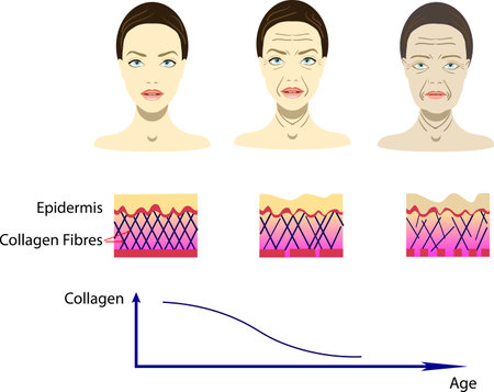 Vector illustration with aging process, scheme for cosmetological picturesのイラスト素材