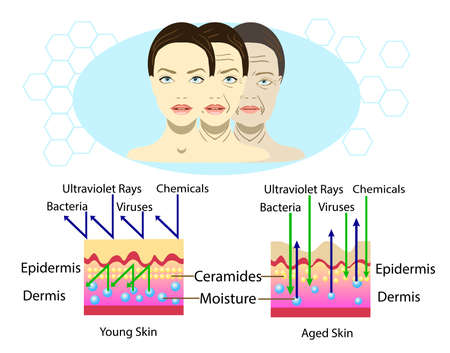 Effect of environment on the skin, three types of face, vector illustration and diagram for cosmetology illustrationのイラスト素材