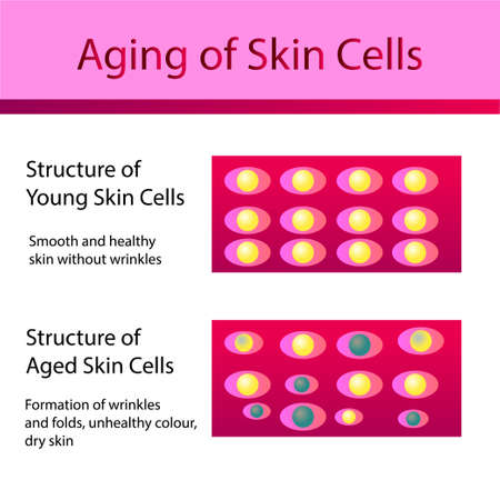 Two types of skin cells, young and aged skinのイラスト素材