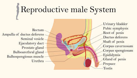 Education Chart of Biology for Male Reproductive System Diagramのイラスト素材