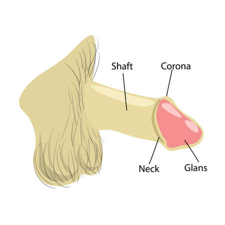 Education Chart of Biology for Male Reproductive System Diagramのイラスト素材