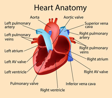 Vector anatomical illustration of Heart, Part of Human Organic.のイラスト素材