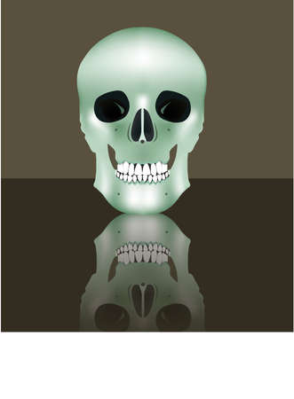 Human realistic skull in full face with reflection. Vector illustrationのイラスト素材