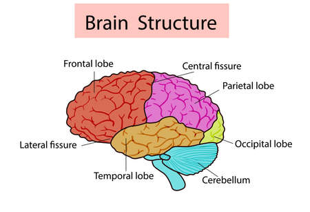 Vector isolated illustration of brain structure in man head. Human brain detailed anatomy.のイラスト素材