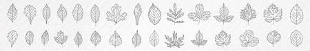A selection of different leaves on a white watercolor background - illustrationのイラスト素材