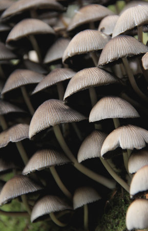 Many mushrooms growing on a fallen tree covered with moss