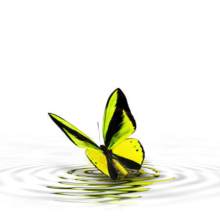 Beautiful multi-colored real butterfly flying on a white background - Photoの写真素材