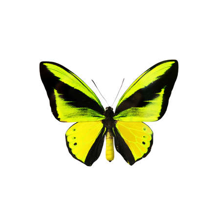 Beautiful multi-colored real butterfly flying on a white backgroundの写真素材