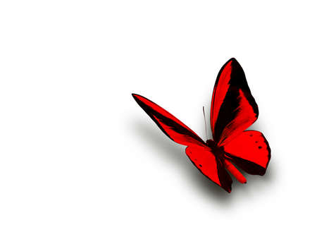Beautiful multi-colored real butterfly flying on a white backgroundの写真素材
