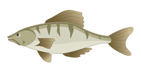Fresh fish perch on white background - Vector illustrationのイラスト素材