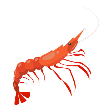 Realistic fresh shrimp on white background - Vector illustrationのイラスト素材