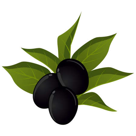 Realistic ripe fresh black olives against white background - Vector illustrationのイラスト素材