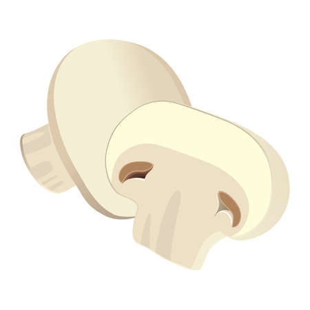 Realistic fresh ripe champignon isolated on white background - Vector illustrationのイラスト素材