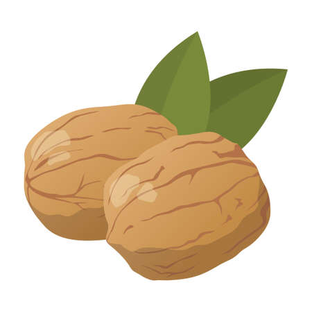 Realistic fresh walnuts against white background - Vector illustrationのイラスト素材