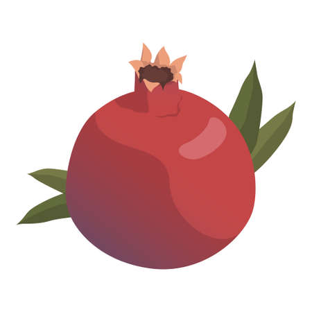 Realistic fresh ripe pomegranate isolated on white background - Vector illustrationのイラスト素材