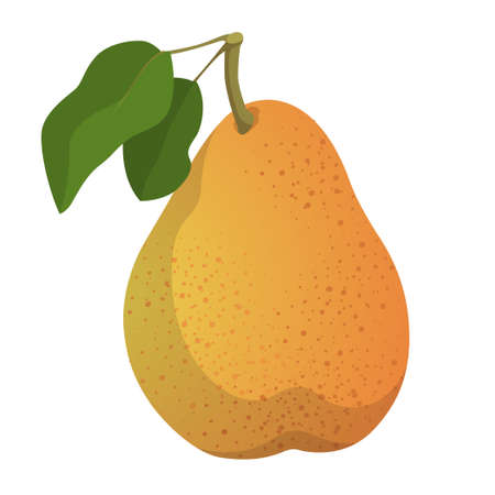 Realistic ripe fresh pear against white background - Vector illustrationのイラスト素材