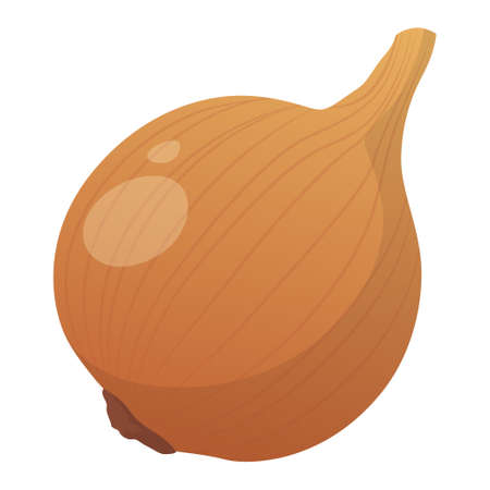 Realistic fresh onion isolated on white background - Vector illustrationのイラスト素材