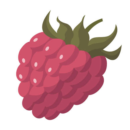 Realistic fresh red raspberry isolated on white background - Vector illustrationのイラスト素材