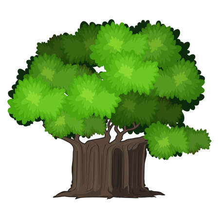 Realistic green oak tree isolated on white background - Vector illustrationのイラスト素材