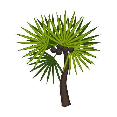 Realistic green palm isolated on white background - Vector illustrationのイラスト素材