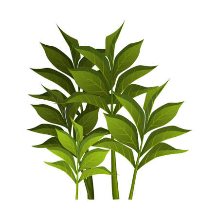 Realistic green bushes on white background - Vector illustrationのイラスト素材