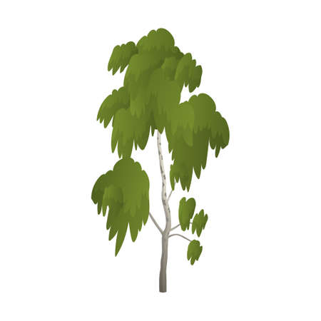 Realistic green birch on white background - Vector illustrationのイラスト素材