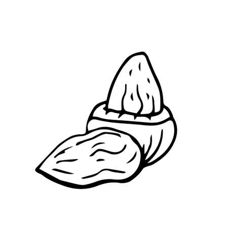 Nut peanut thin black lines on a white background - Vector illustrationのイラスト素材
