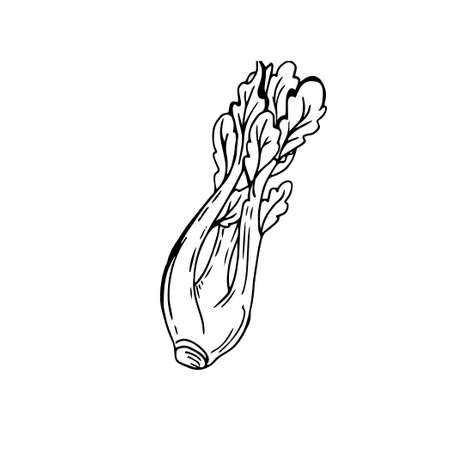 Celery thin black lines on a white background - Vector illustrationのイラスト素材