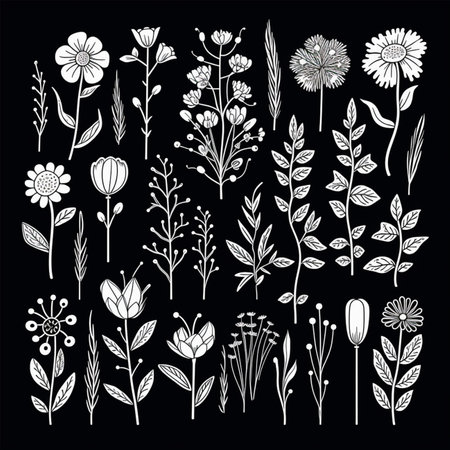 Black and white drawings of flowers and plants, hand drawings - imageの写真素材