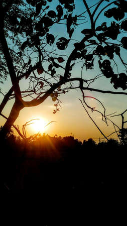 Sun and treesの素材