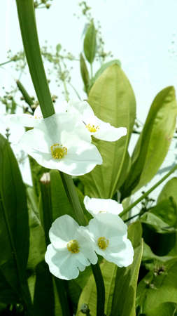 White flowerの素材