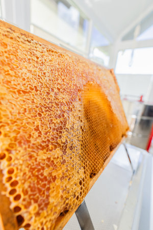 Close Up View of Capped Honeycombs of a Hive Frameの写真素材