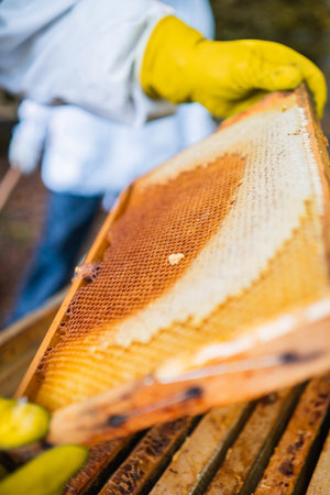 Beekeeper Checking Beehive Frame with Honeycombs for Honeyの写真素材