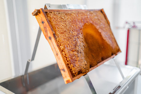 Hive Frame of a Beehive with Filled and Capped Honeycombs on an Uncapping Stand Ready to be Harvestedの写真素材