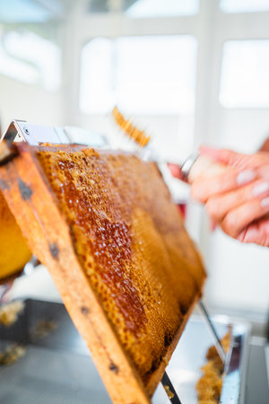 Uncapping a Honey Hive Frame to Reveal the Filled Honey Cellsの写真素材