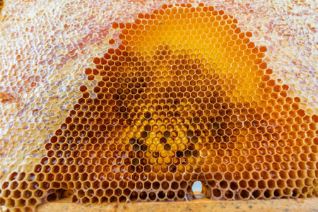 Yellow Honeycombs of a Beehive Partly Filled and Partly Emptyの写真素材