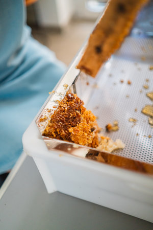 Beewax from Uncapped Beehives in an Uncapping Tray for Beekeepingの写真素材