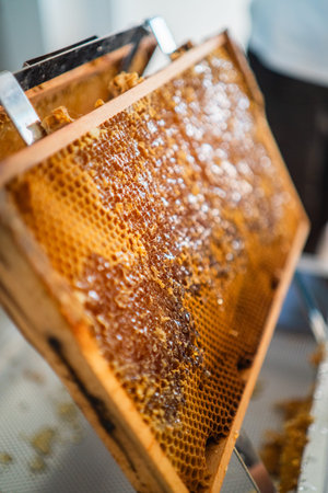 Glossy Shiny Honey Dripping Down the Beehive Frame Out of the Honeycomb Cellsの写真素材