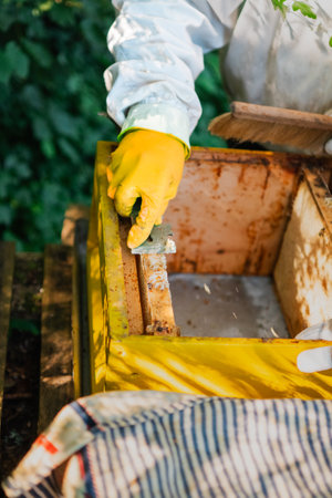 Protected Beekeeper Scraping off Burr-Comb Beewax Honey Cells From the Wooden Hive Frameの写真素材
