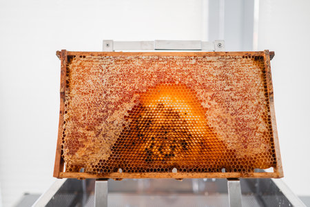 Hive Frame of a Beehive with Filled and Capped Honeycombs on an Uncapping Trayの写真素材