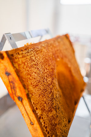 Hive Frame of a Beehive with Filled and Capped Honeycombs Close Upの写真素材