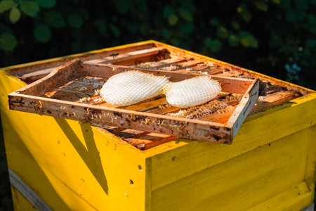 Wooden Beehive Frame with New Wax Combs Arising under Developmentの写真素材
