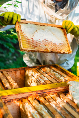 Beekeeper Checking a Filled Beehive with Closed Honeycombs for Bee Honey During Beekeepingの写真素材