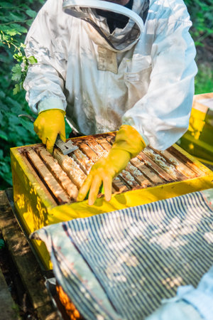 Beekeeper Taking Out the Wooden Frame From the Beehive of the Bee Colony