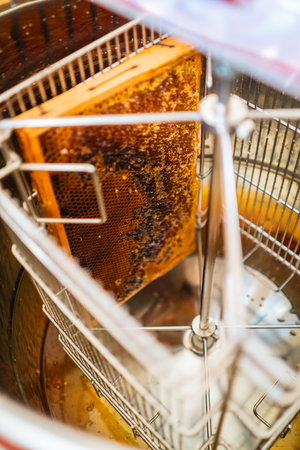 Beehive Frame with Honeycombs Filled with Honey Ready to be Extracted within the Centrifugal Extractorの写真素材