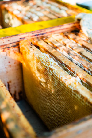 Beehives of a Bee Colony in the Wooden Box Close Up on a Sunny Summer Day in the Sunshineの写真素材