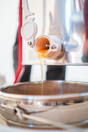 Fresh Honey Flowing Out of a Barrel Plug After Harvestingの写真素材