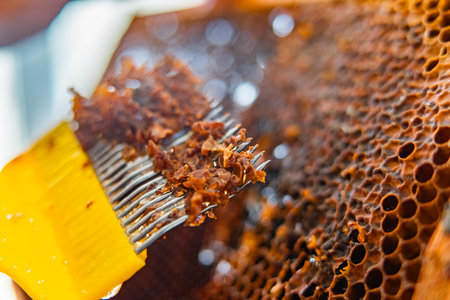 Capping Scratcher with Beewax Close Up While Decapping Honeycomb Cells of a Beehiveの写真素材